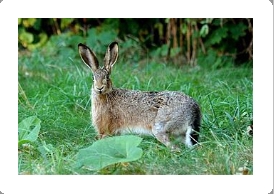 Изображение выглядит как млекопитающее, трава, на открытом воздухе, кролик

Автоматически созданное описание